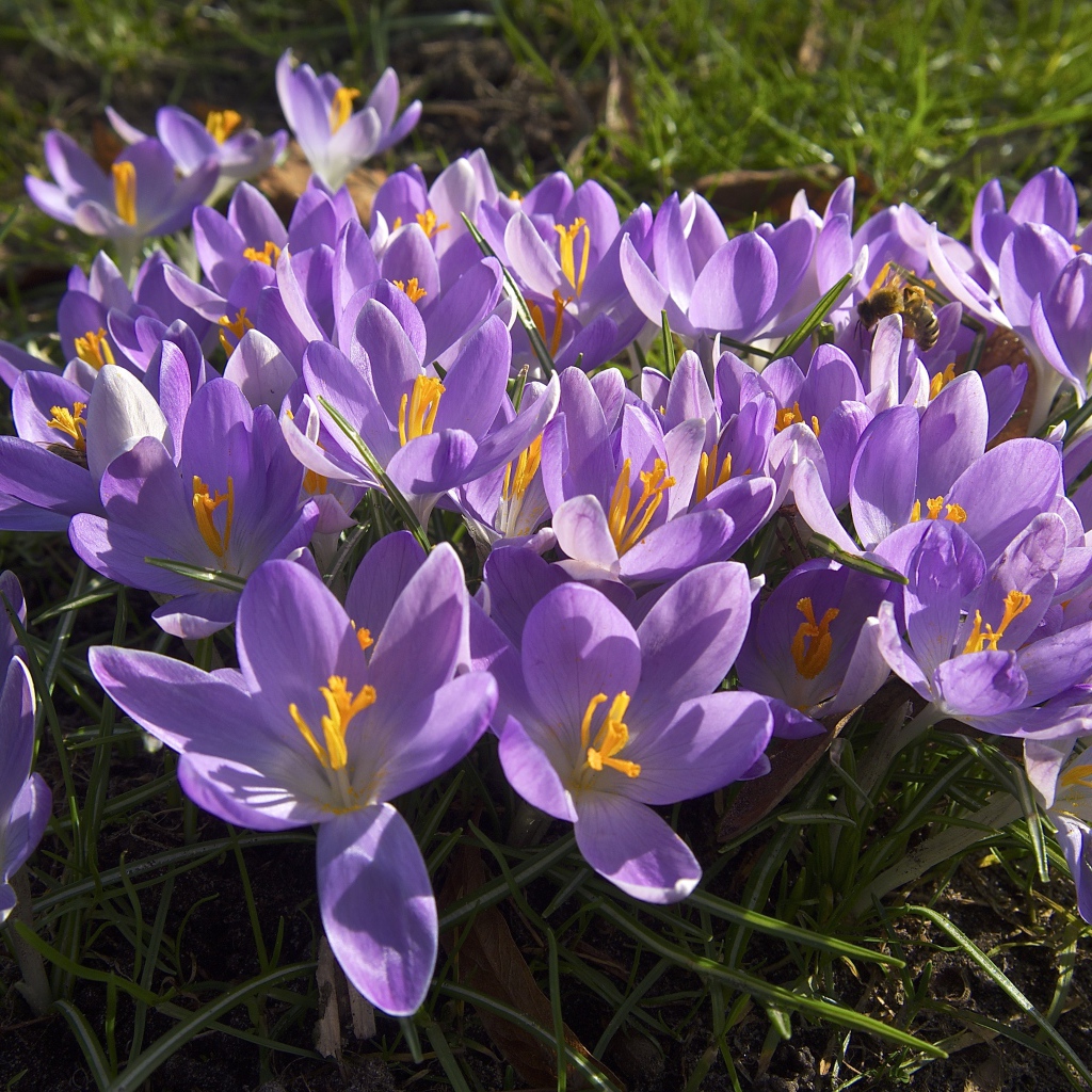 Сиреневые цветы крокуса в лучах солнца на зеленой траве 