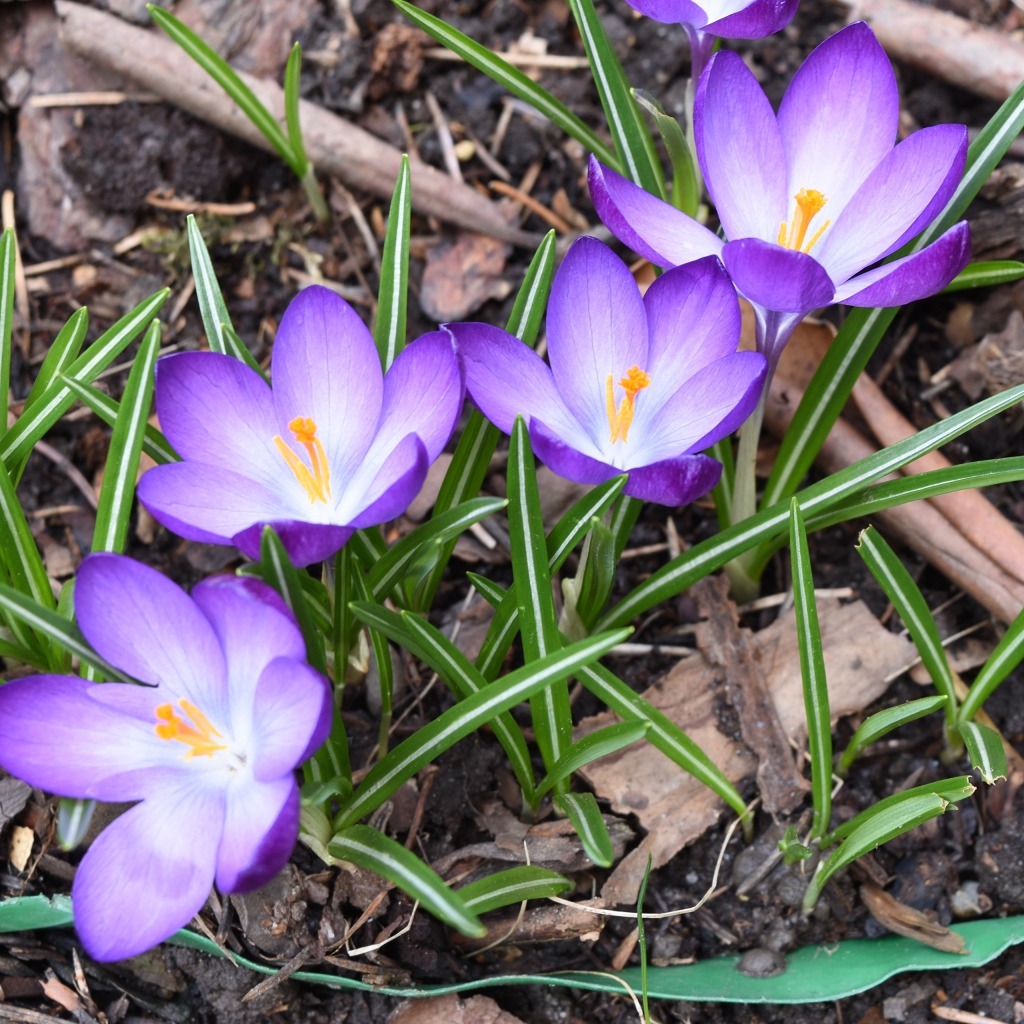 Сиреневые крокусы с зелеными листьями на земле