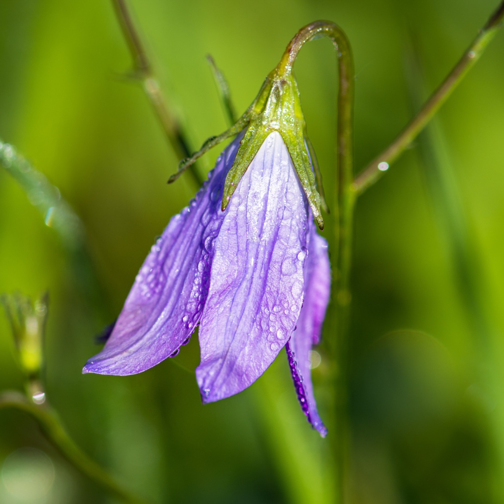 Сиреневый цветок колокольчик в каплях росы