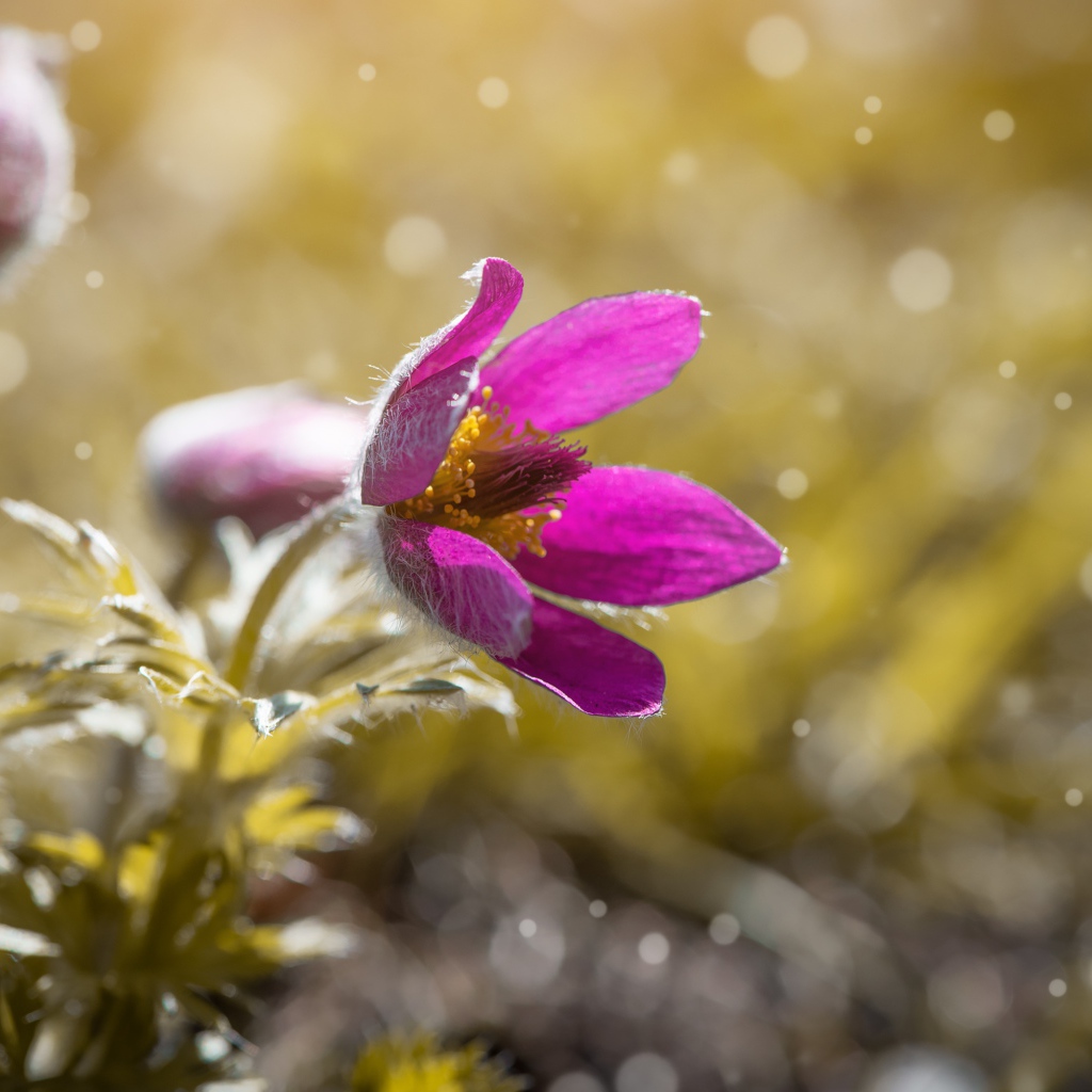 Сиреневый цветок прострела в поле 
