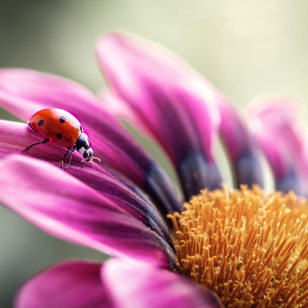 Сиреневый цветок остеоспермум с божьей коровкой на лепестке 