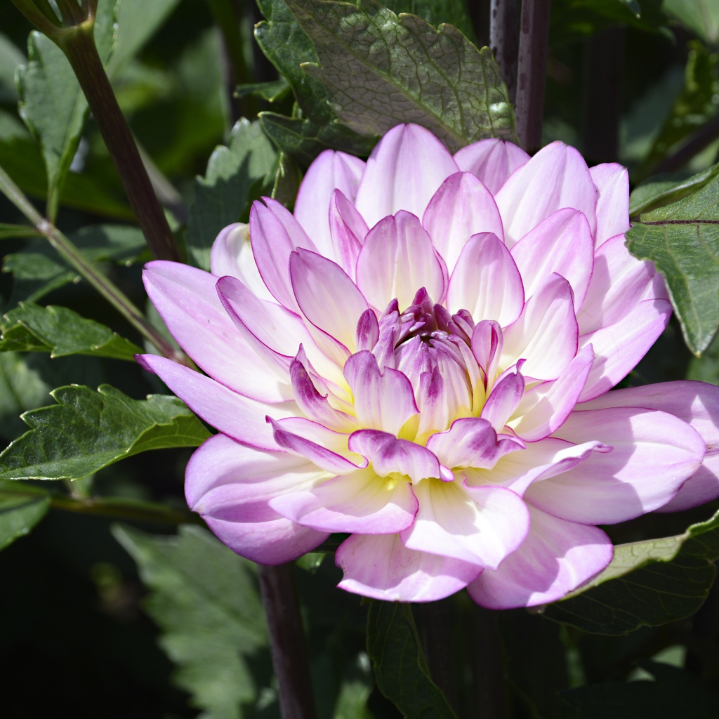 Сиреневый цветок садовой георгины в зеленых листьях 