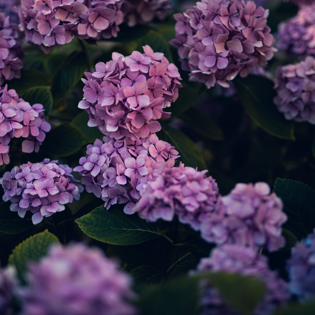 Сиреневые цветы гортензии в саду