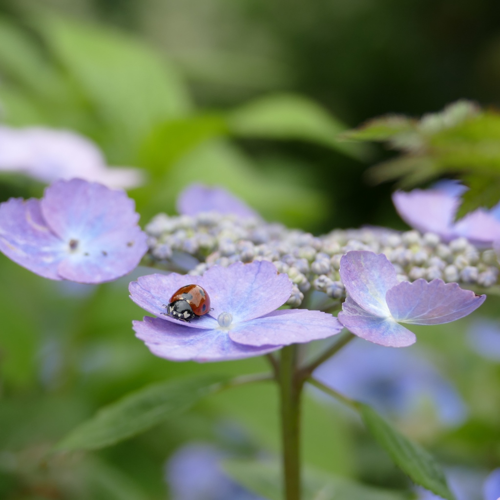 Сиреневые цветы гортензии с божьей коровкой 
