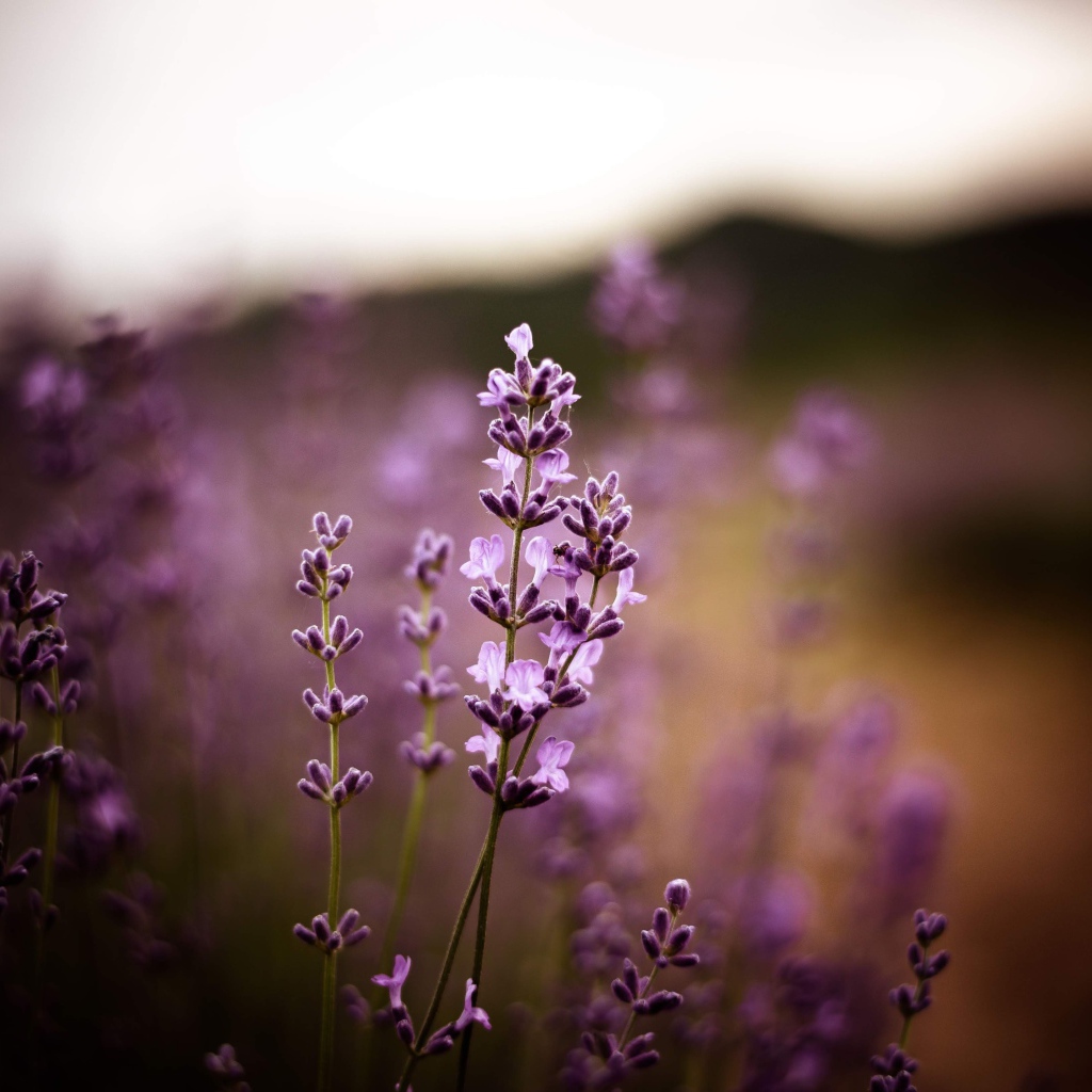 Сиреневые цветы лаванды крупным планом 