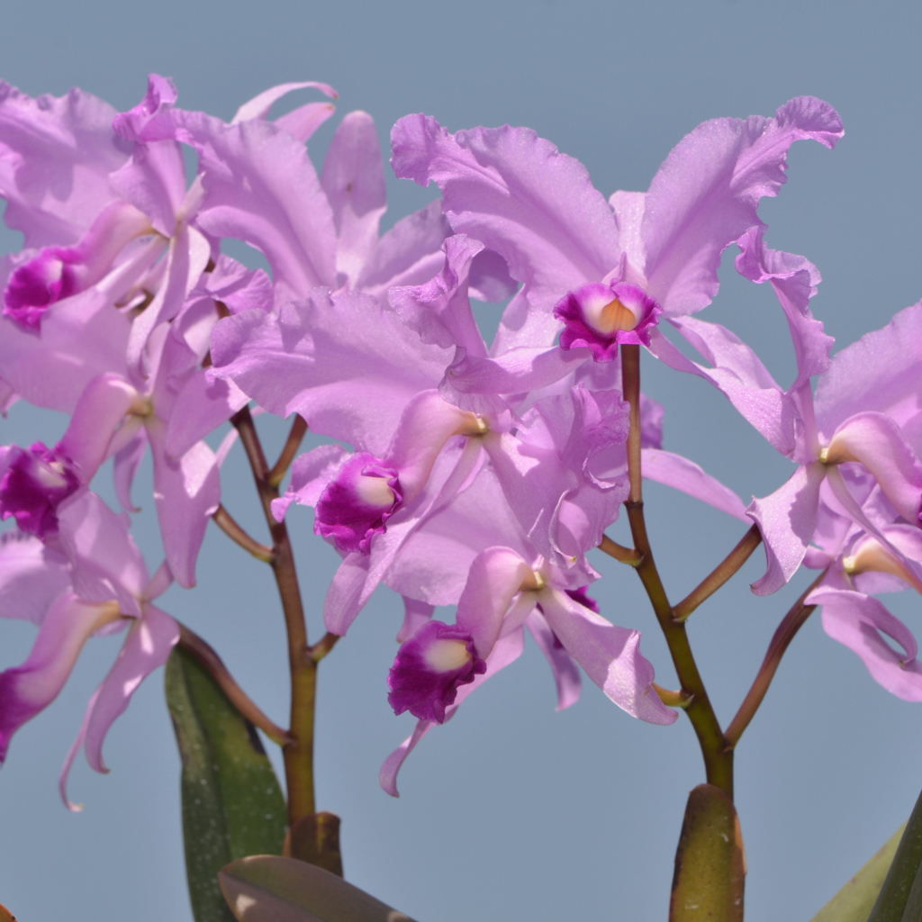 Сиреневые орхидеи на голубом фоне
