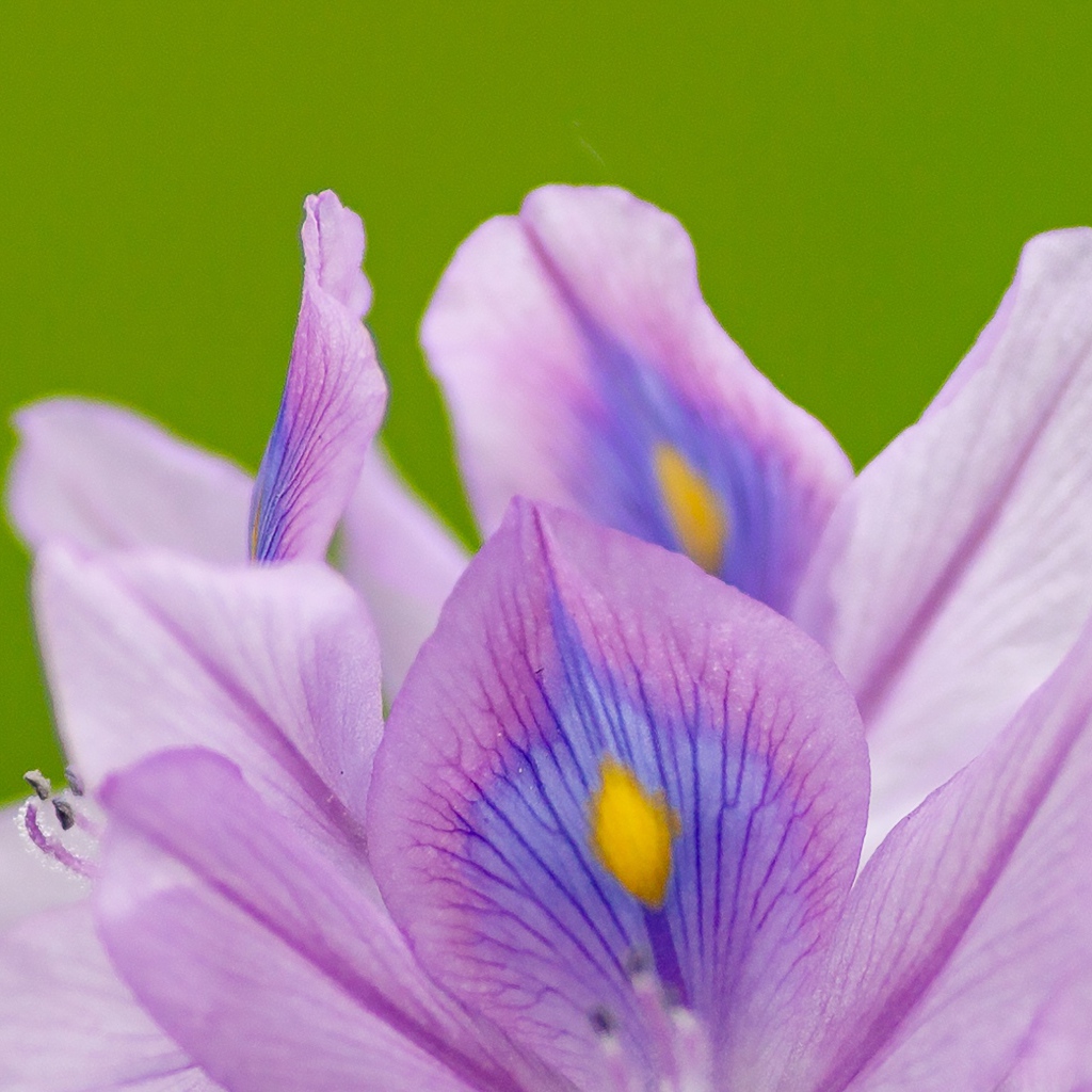 Сиреневые лепестки цветка ириса на зеленом фоне 