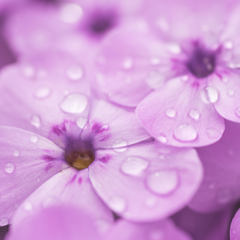 Сиреневые цветы флоксы в каплях росы крупным планом