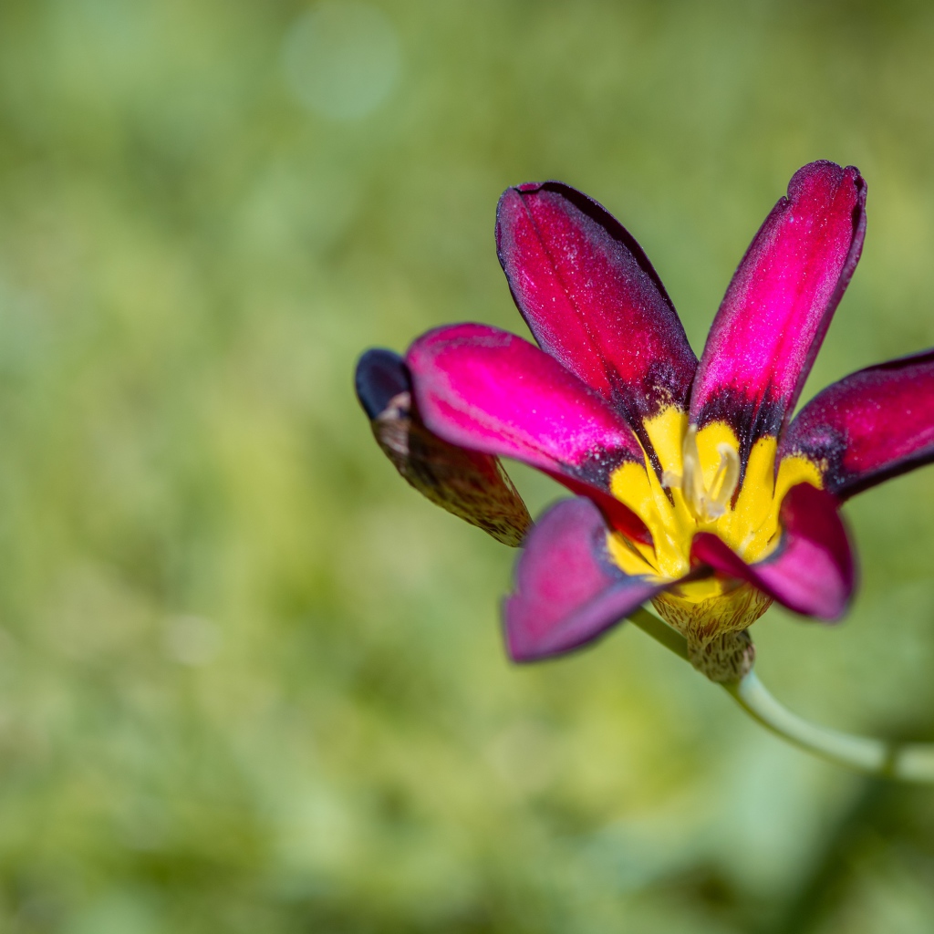 Сиреневый цветок спараксис  крупным планом
