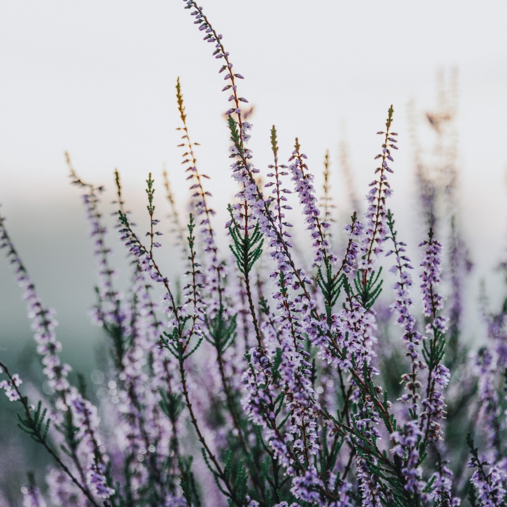 Сиреневые полевые цветы крупным планом