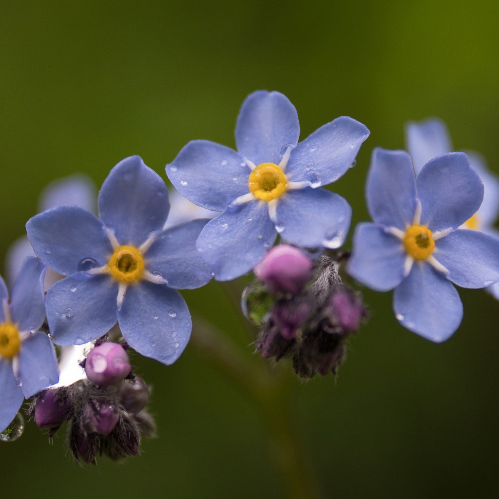 Маленькие синие незабудки крупным планом