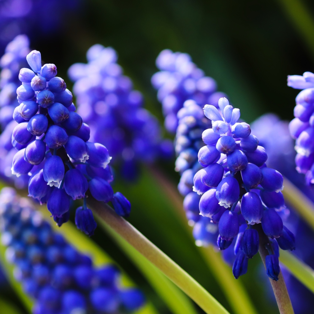 Маленькие синие цветы мускари в лучах солнца