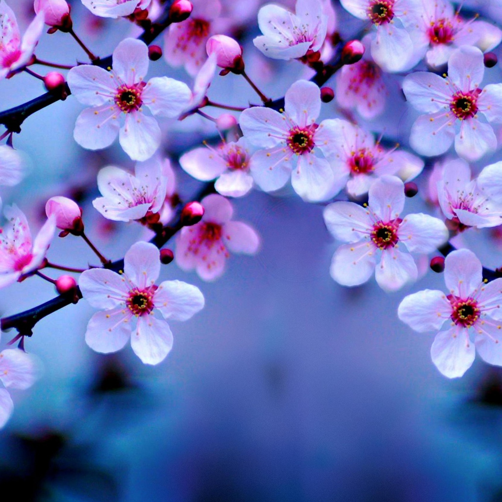 Маленькие розовые цветы на ветке дерева весной 