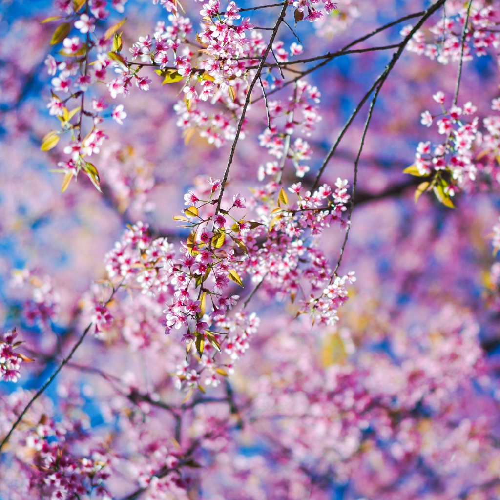 Маленькие розовые цветы сакуры на ветках в лучах солнца