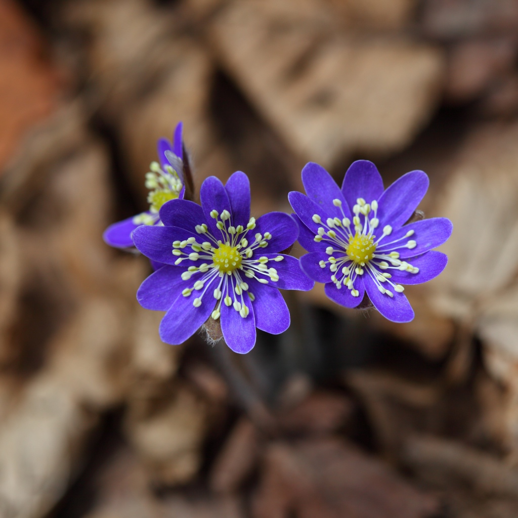 Маленькие фиолетовые цветы печёночница