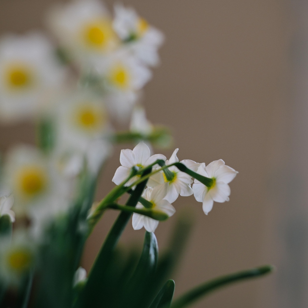 Маленькие белые нарциссы на размытом фоне