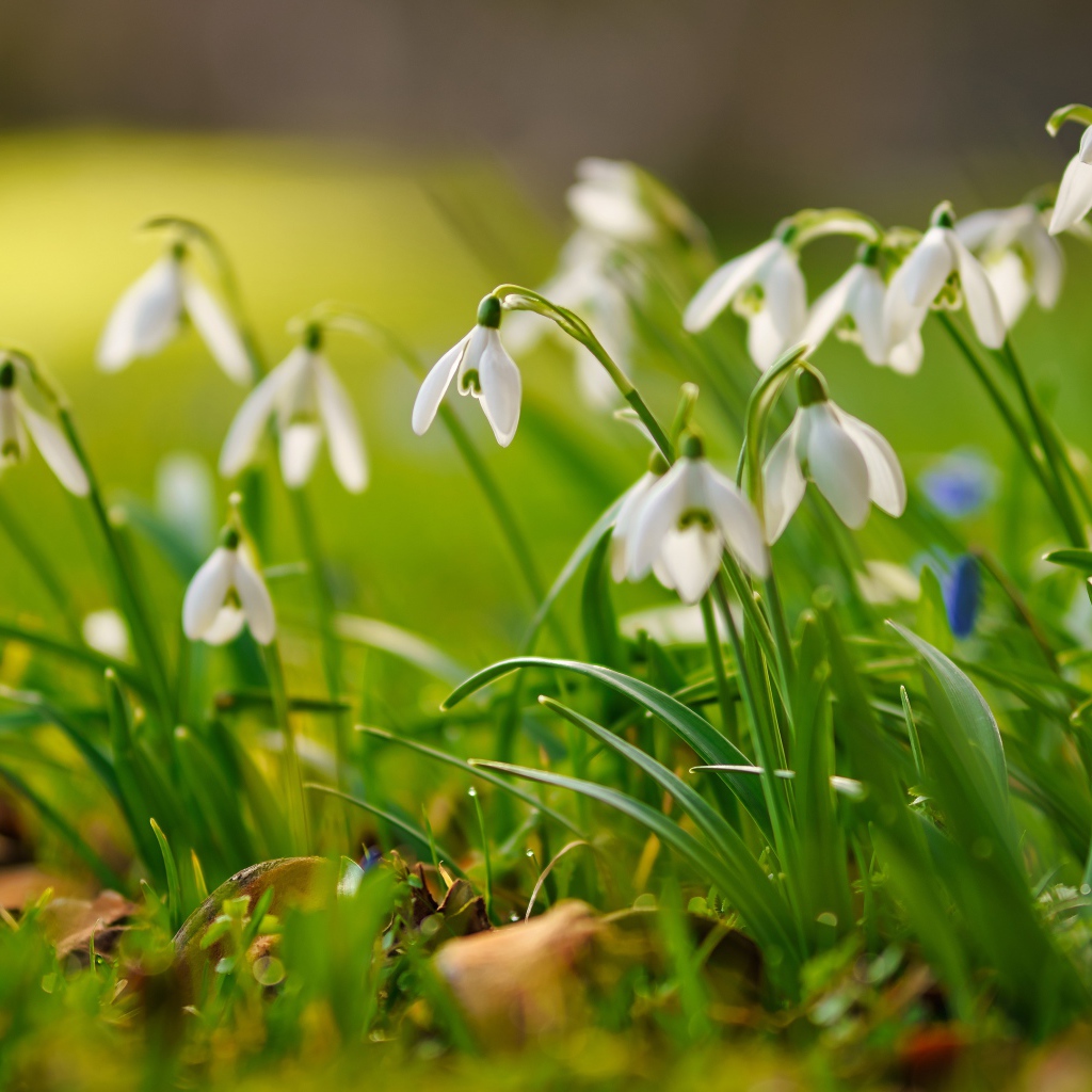 Маленькие белые подснежники  на траве
