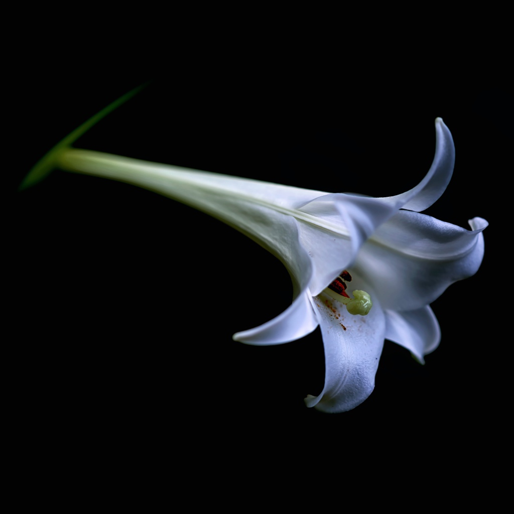 Одинокий бутон белой лилии на черном фоне