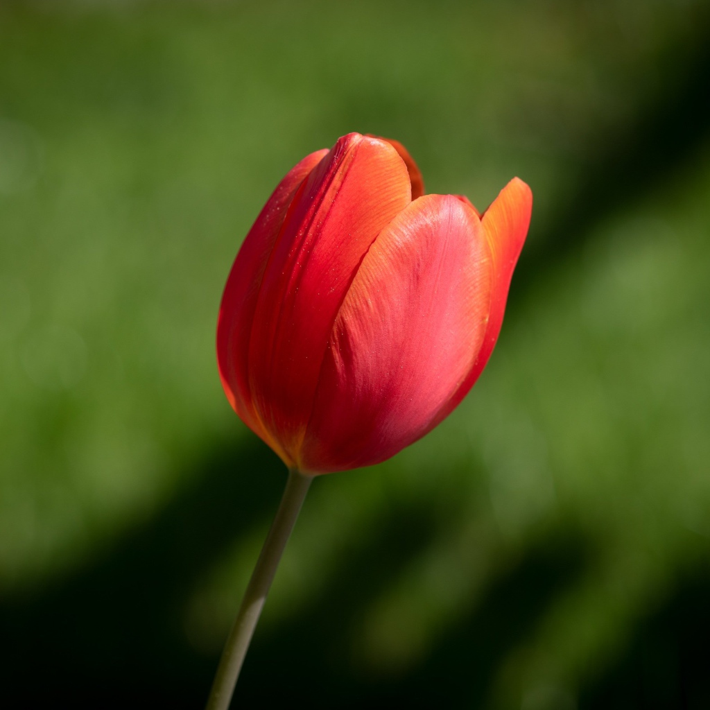 Одинокий красный тюльпан на зеленом фоне