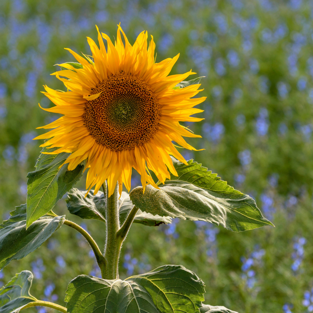 Одинокий подсолнух на поле с голубыми цветами