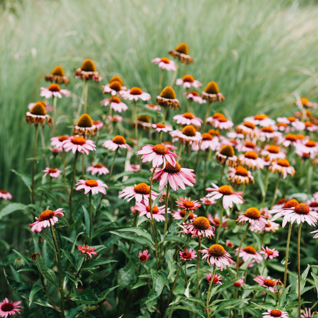 Много розовых цветов эхинацеи 