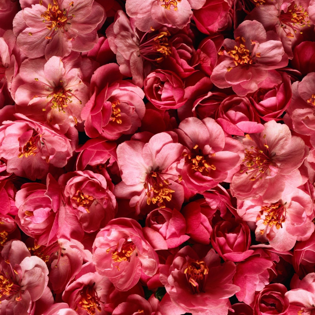 Много розовых цветов крупным планом 