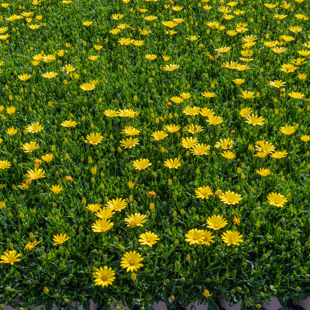 Много мелких желтых цветов крупным планом