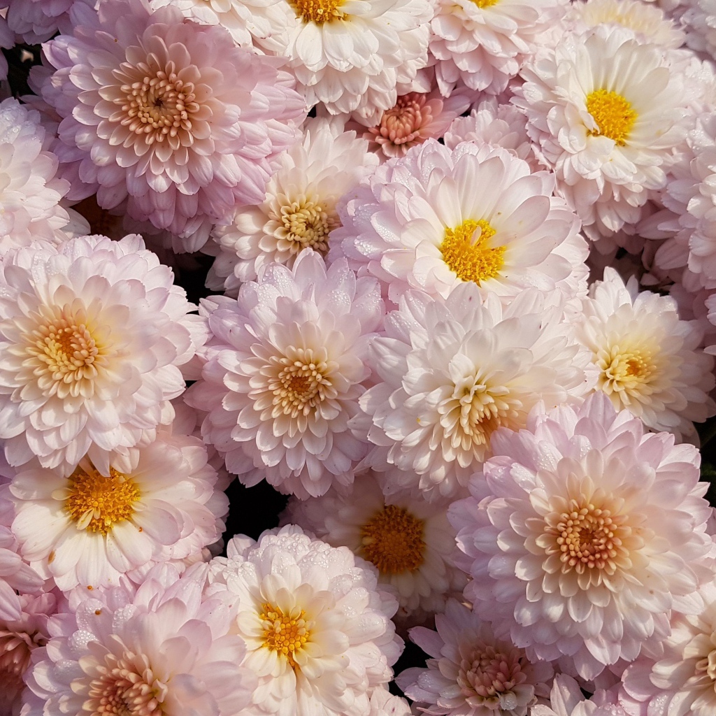 Много белых цветов хризантемы крупным планом