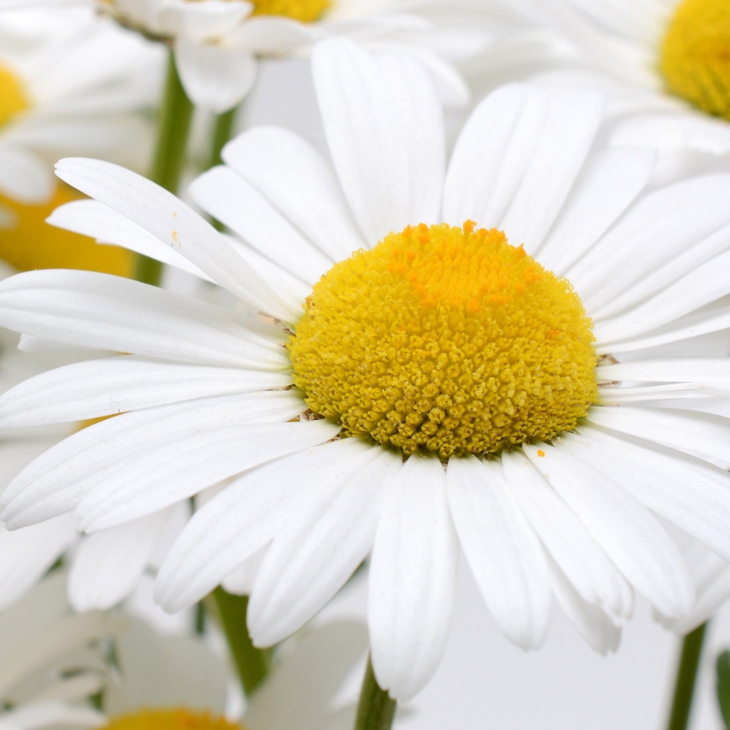 Много белых ромашек с желтой серединкой крупным планом