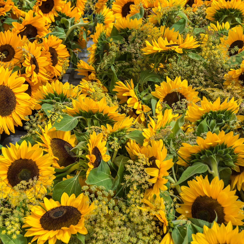 Много желтых цветущих подсолнухов