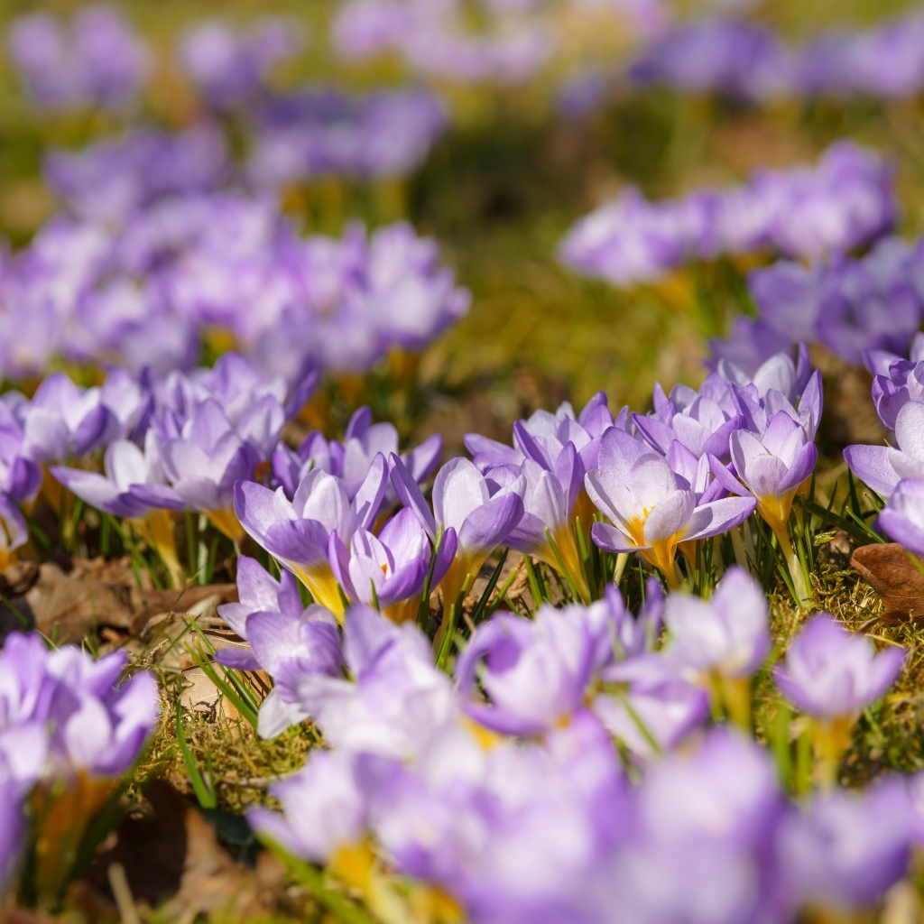 Много красивых сиреневых цветов крокуса на поляне