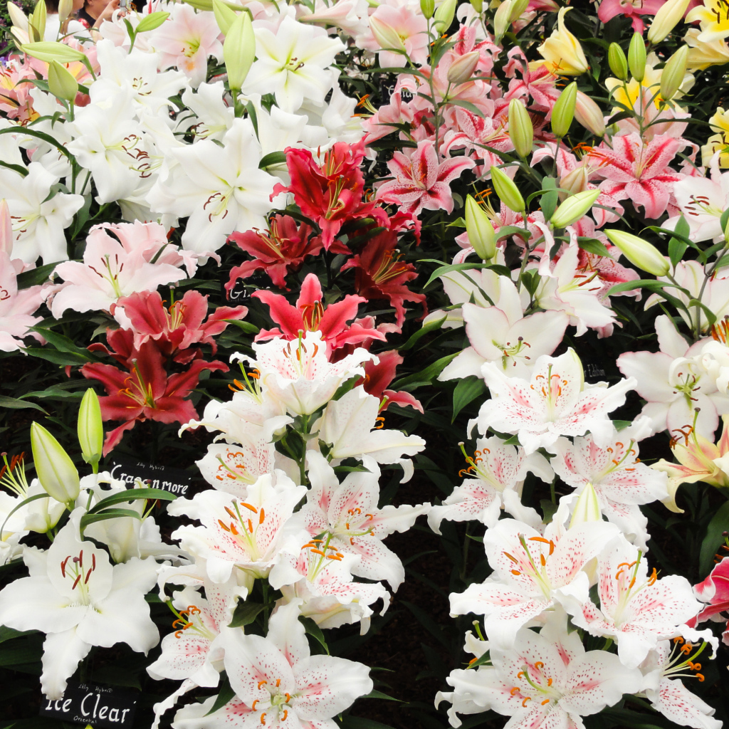 Много красивых разноцветных цветом лилии 