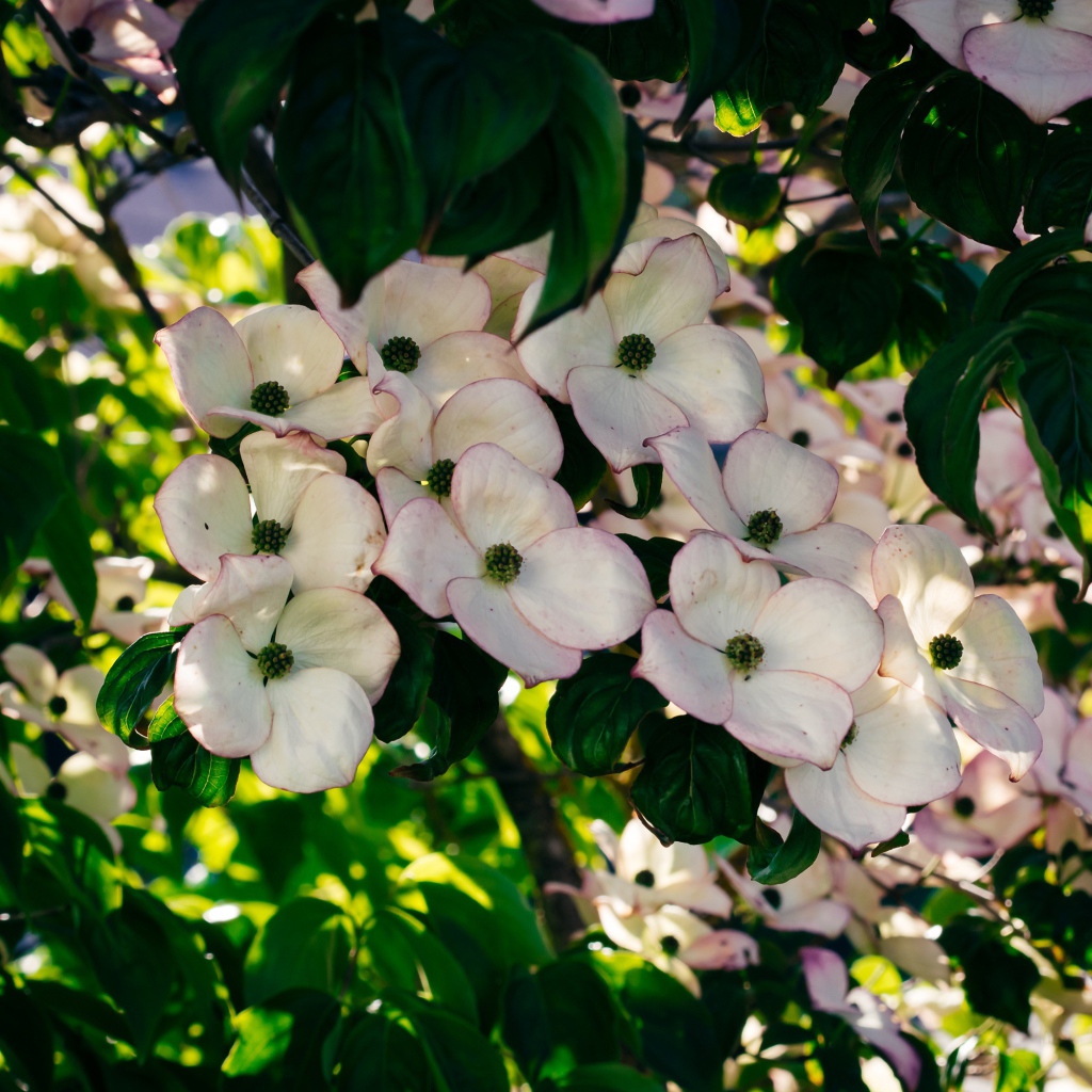 Много красивых розовых цветов на ветке дерева 