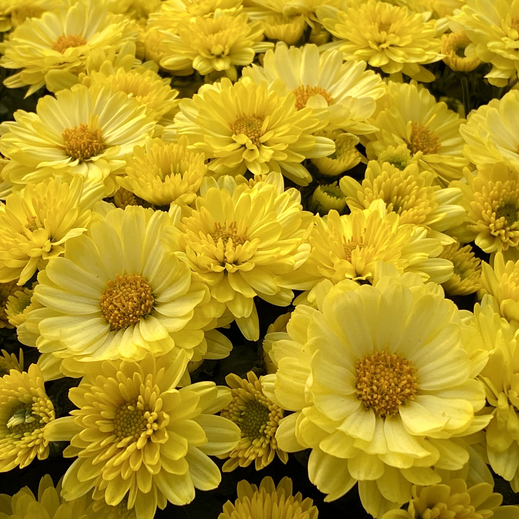 Много красивых желтых цветов хризантемы 