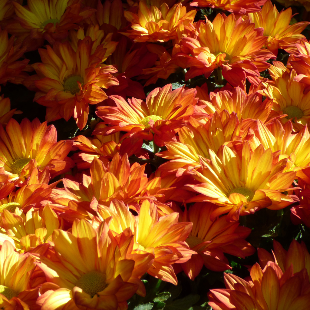 Много крупных оранжевых хризантем на клумбе