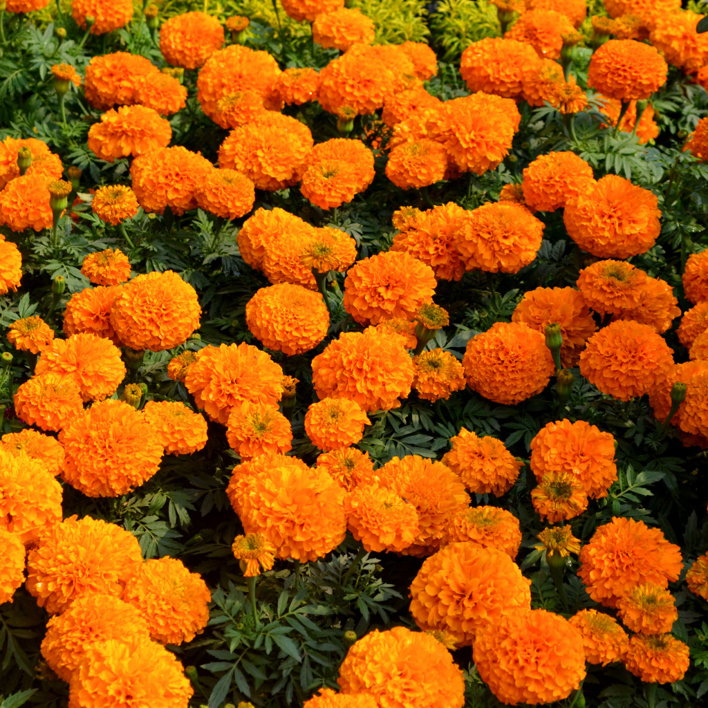 Много оранжевых цветов бархатцев крупным планом