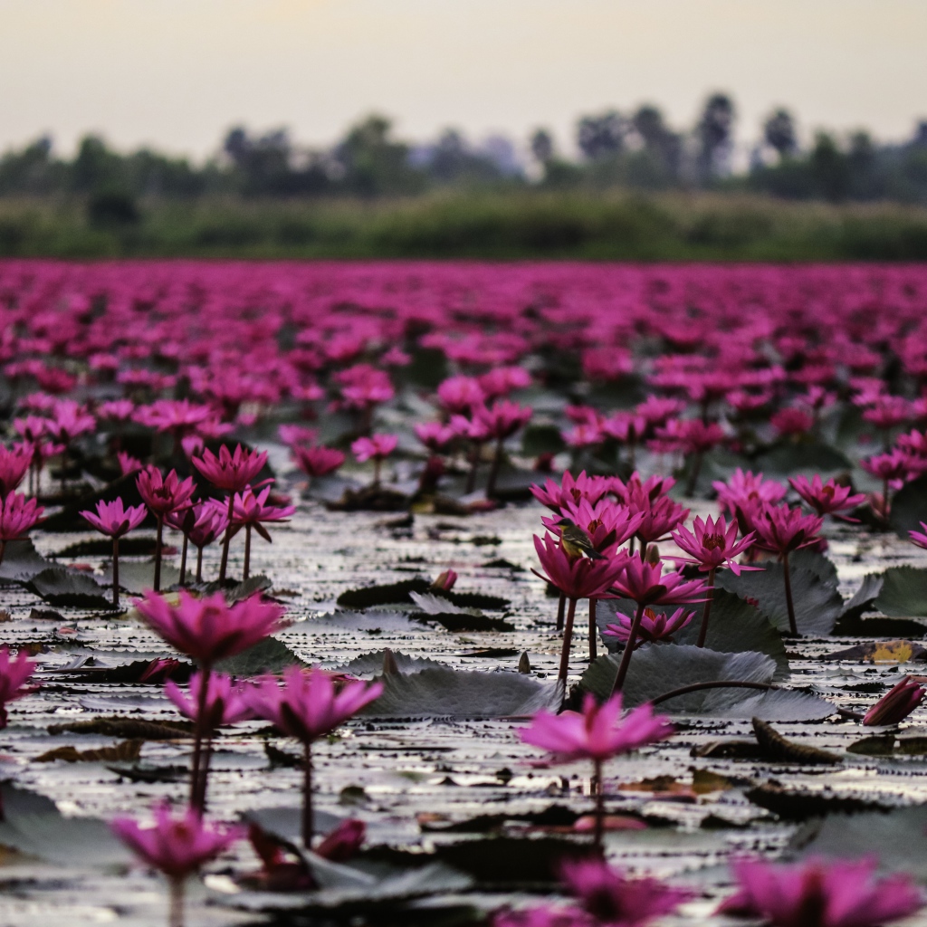 Много розовых цветов лотоса в пруду 
