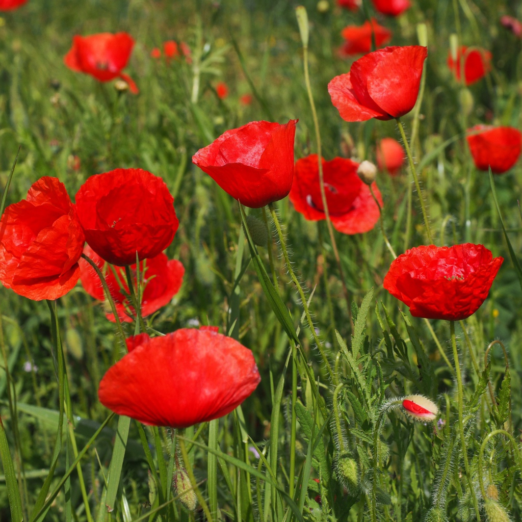Много красных полевых маков с бутонами в зеленой траве