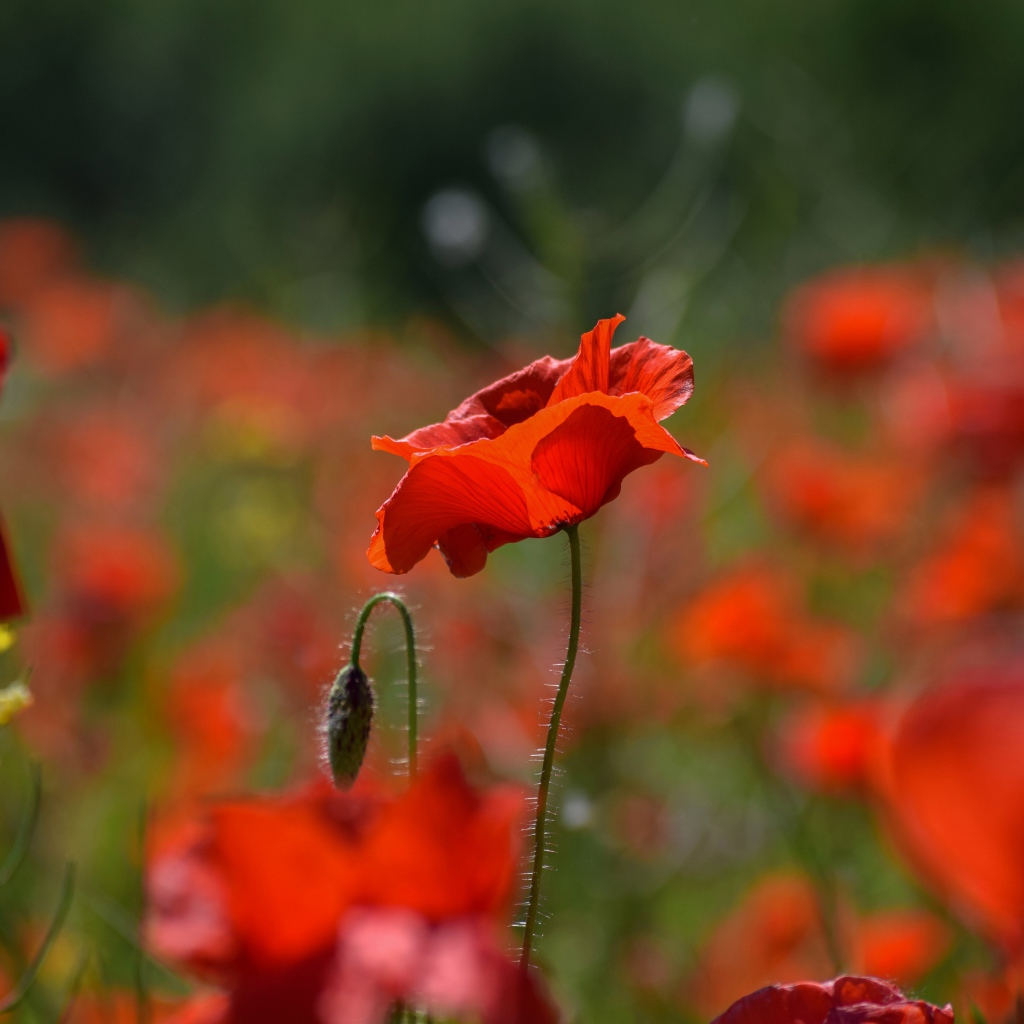 Много красных цветов мака с бутонами на поле 