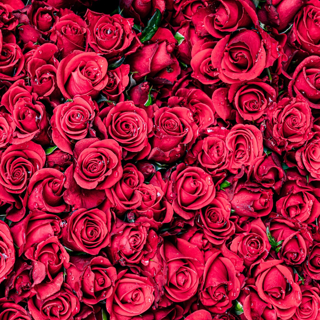 Много красных цветков розы крупным планом