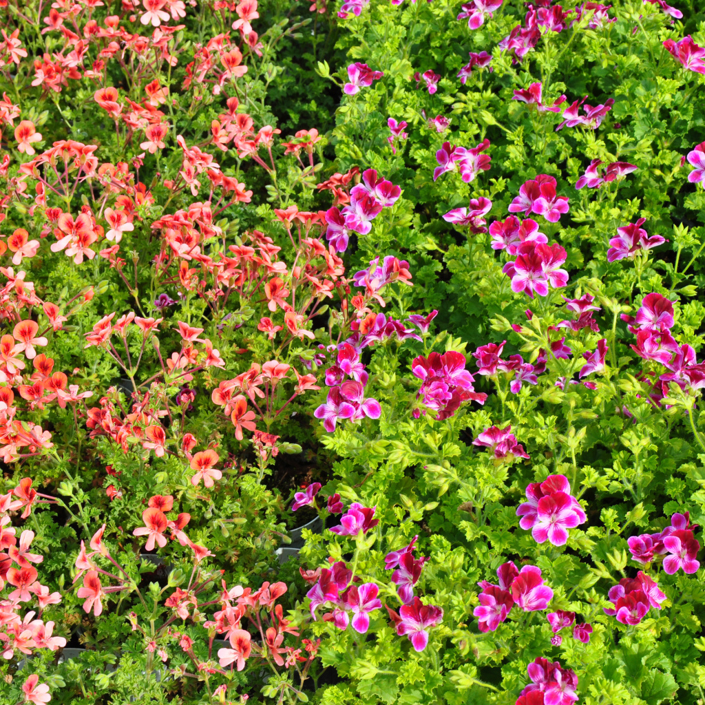 Много мелких цветов пеларгонии с зелеными листьями