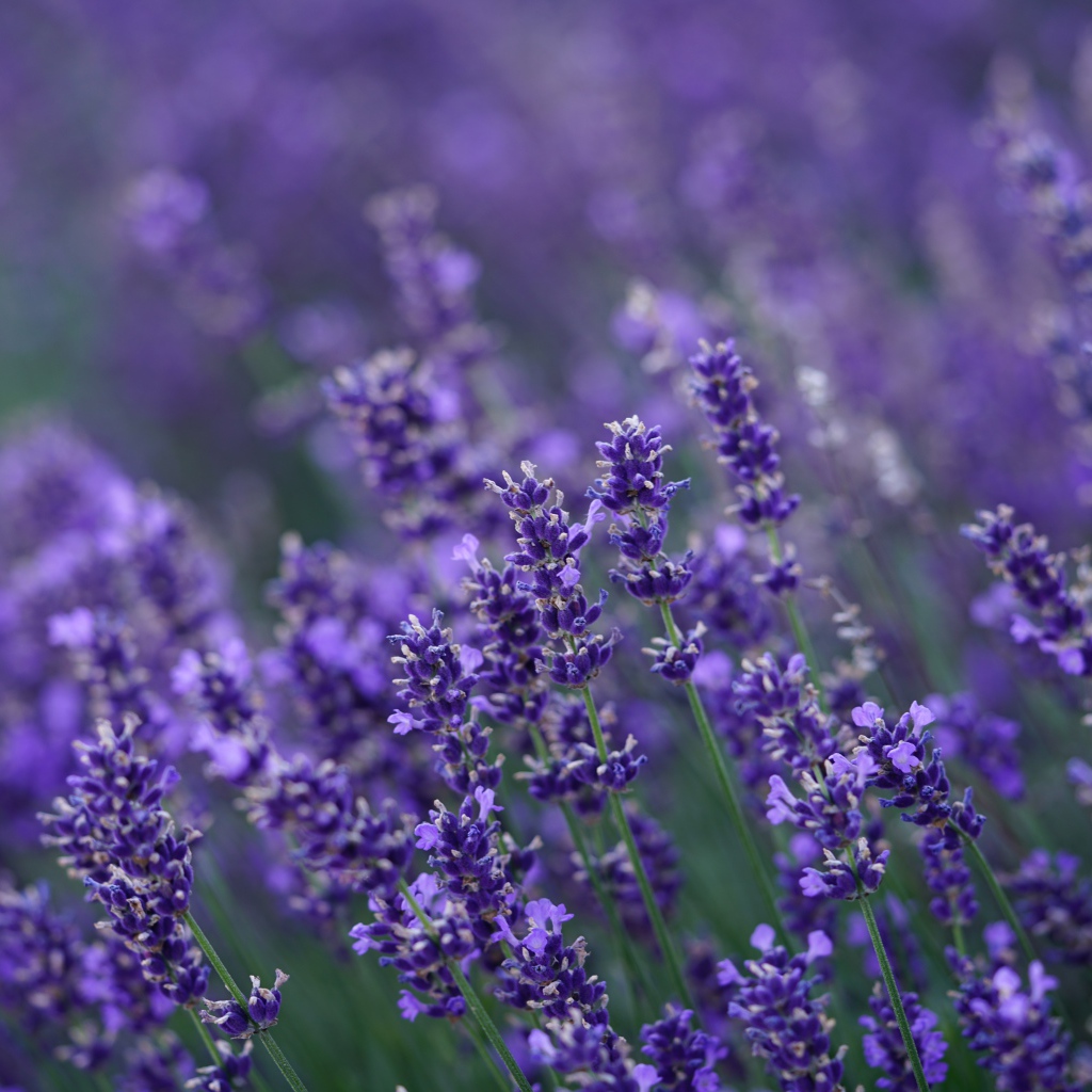 Много мелких цветов лаванды крупным планом