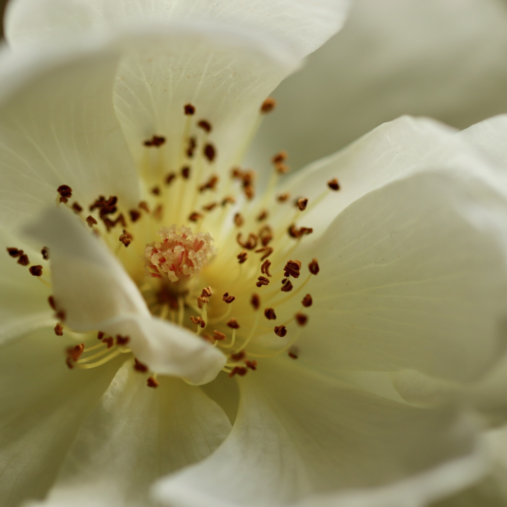 Серединка белого цветка крупным планом 