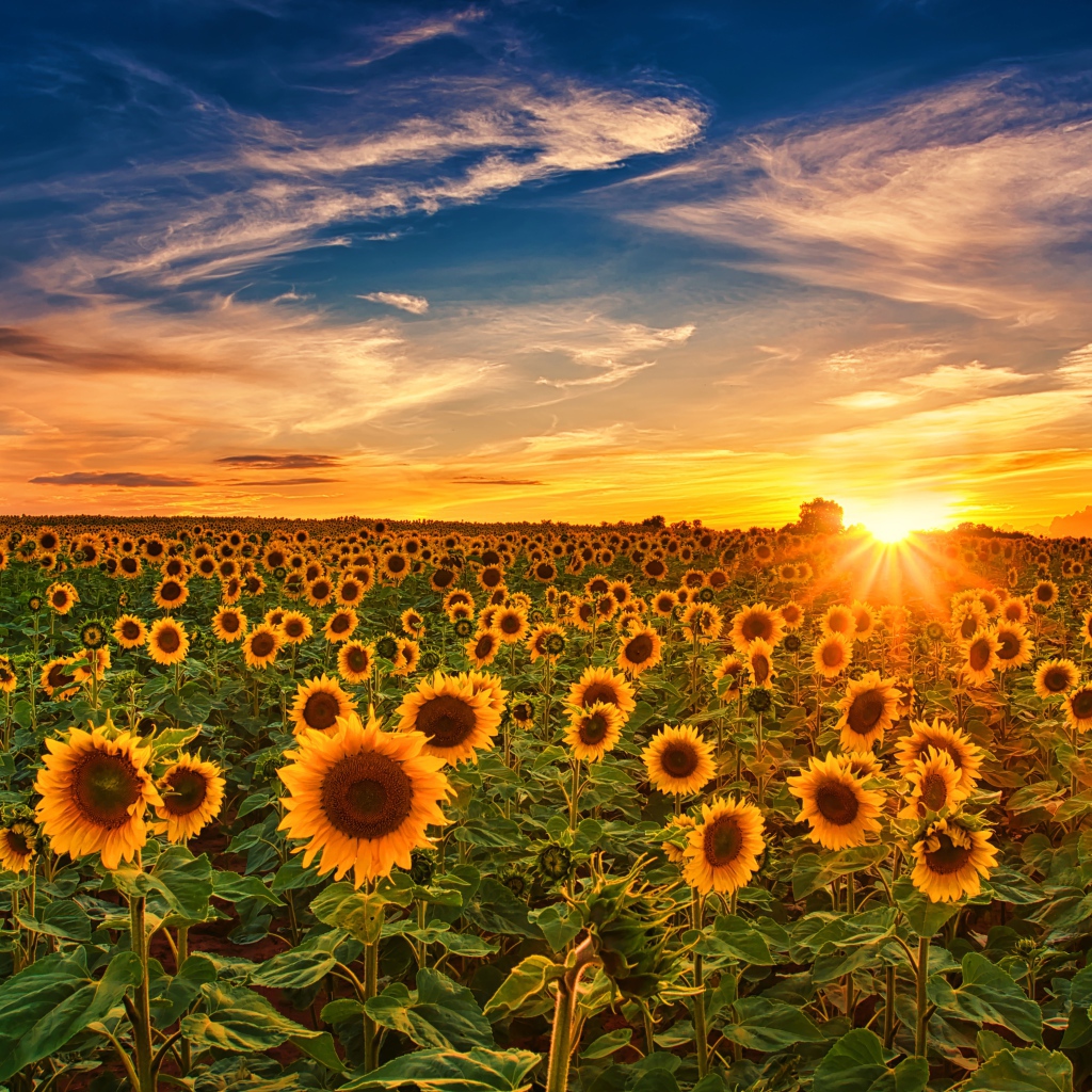 Больше поле с цветущими подсолнухами на закате солнца