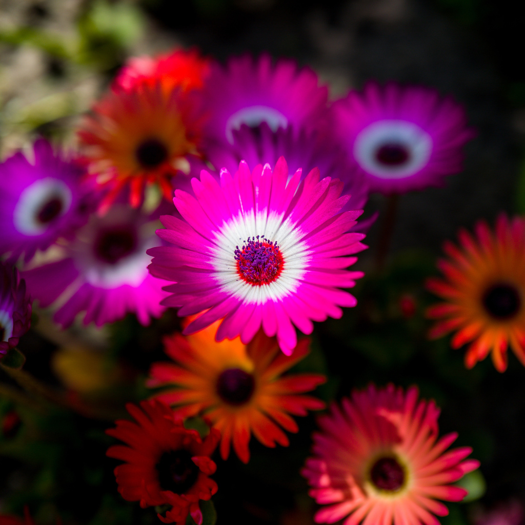 Разноцветные яркие цветы летом 