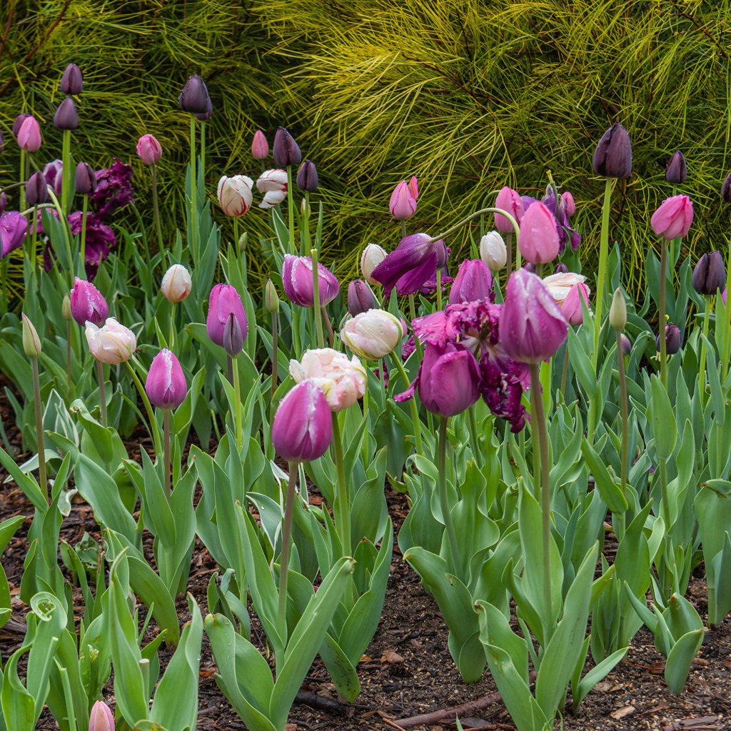 Разноцветные тюльпаны на клумбе 