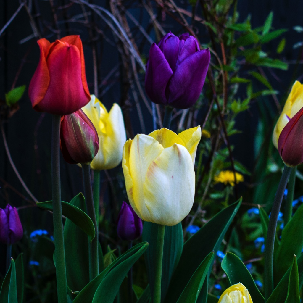 Разноцветные тюльпаны на клумбе крупным планом