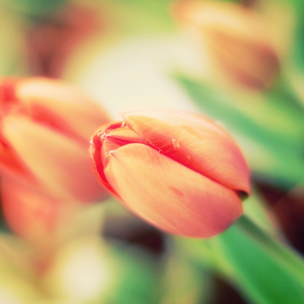 Не распустившиеся тюльпаны крупным планом