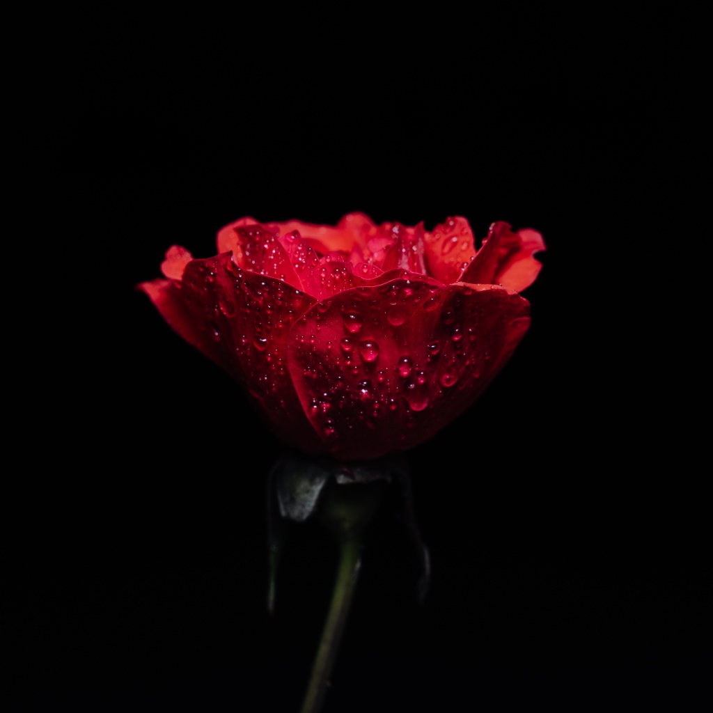 Одна красная роза в каплях воды на черном фоне