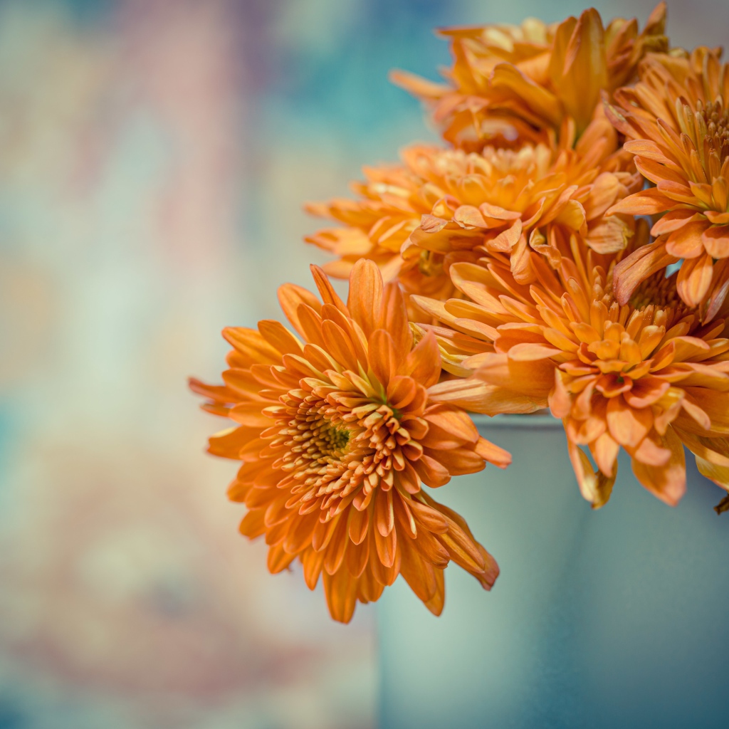 Оранжевые цветы хризантемы в вазе 